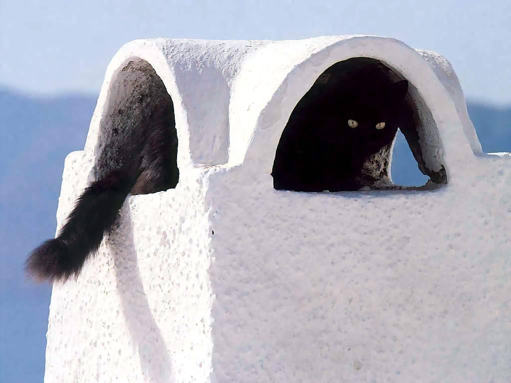 Gatti (232)